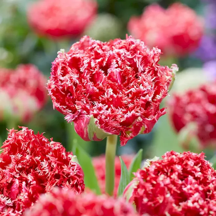 Tulpe Rotes Riff Bestellnummer 5564579