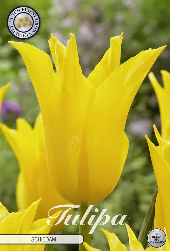 Tulpe Schiedam (7 Stück)