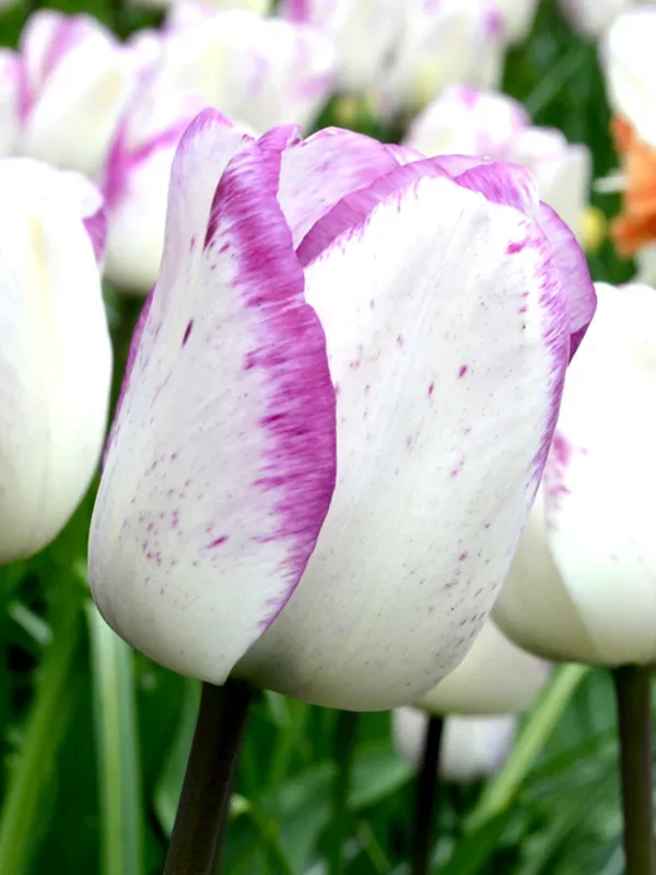 Tulpe Shirley