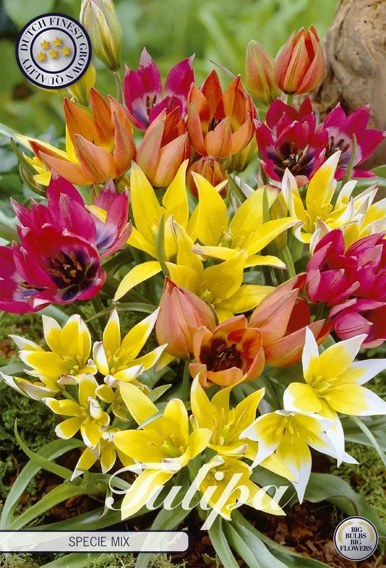 Tulpe Specie Mix (15 Stück)