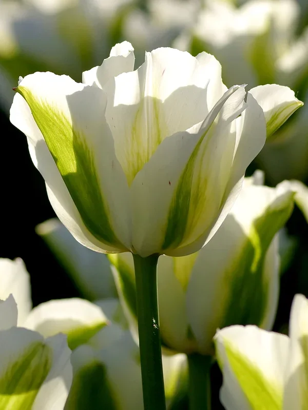 Tulpe Spring Green