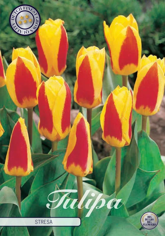 Tulpe Stresa (7 Stück)