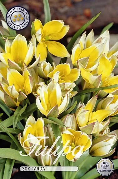 Tulpe Tarda (30 Stück)