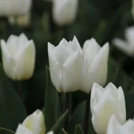 Tulpe (Tulipa ‚White Prince‘, Einzel früh)