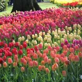 Tulpe (Tulipa Darwin Hybride Mix)