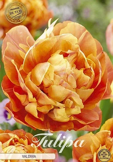 Tulpe Valdivia (7 Stück)
