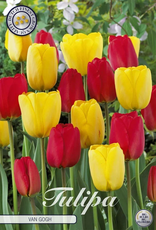 Tulpe Van Gogh (10 Stück)
