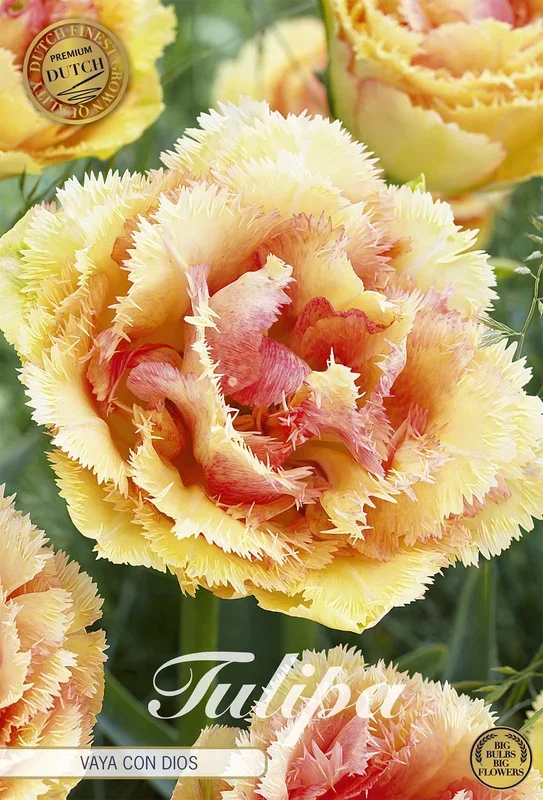 Tulpe Vaya Con Dios (5 Stück)