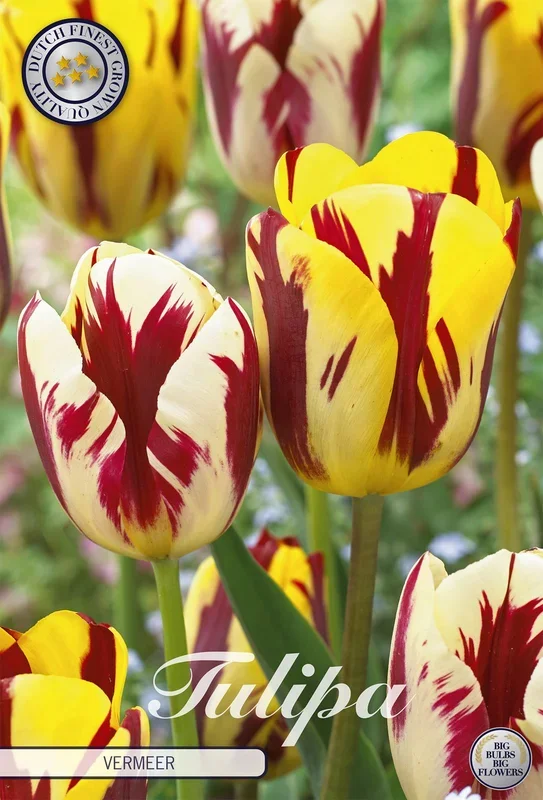 Tulpe Vermeer (10 Stück)
