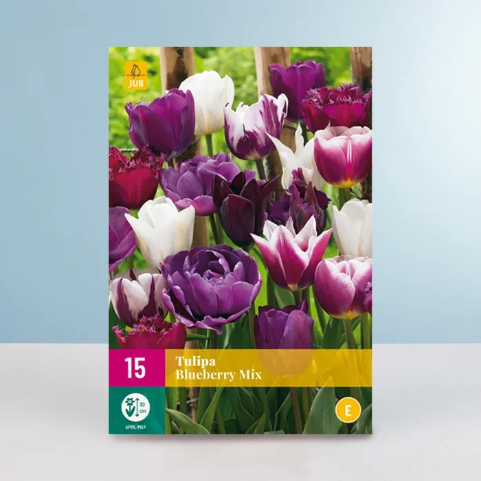 Tulpen ‚Blueberry‘ Mix – 15 Zwiebeln