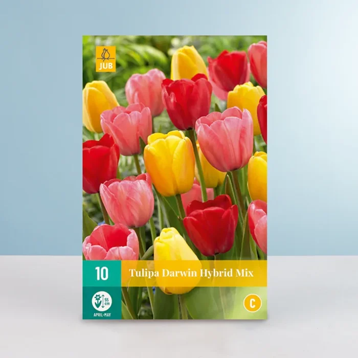 Tulpen ‚Darwin Hybrid‘ Mix – 10 Zwiebeln