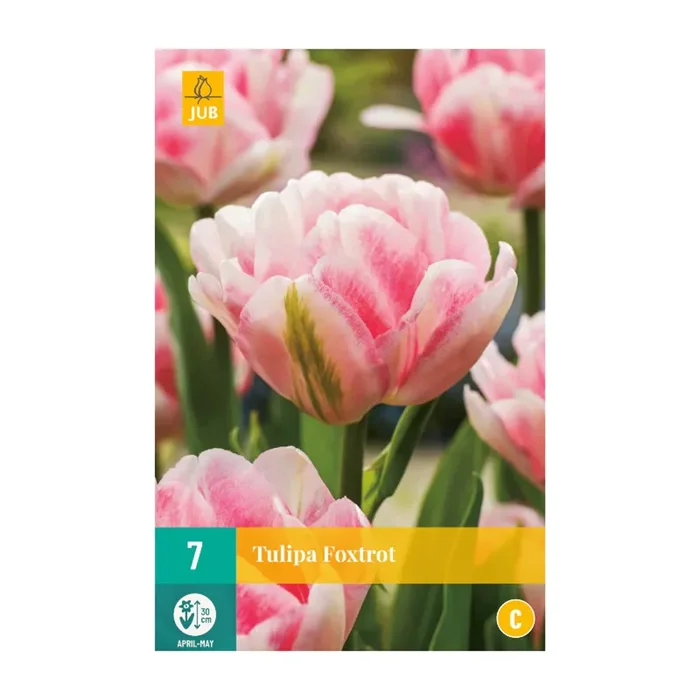 Tulpen Foxtrot