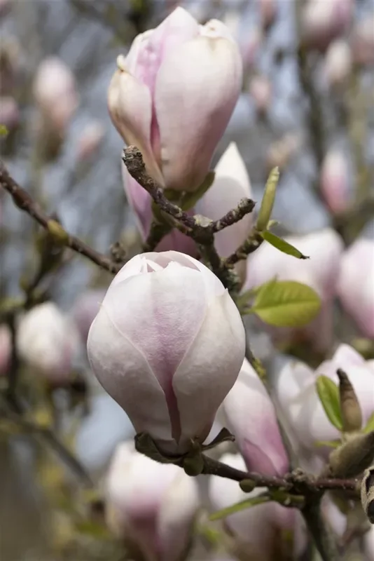 Tulpen-Magnolie