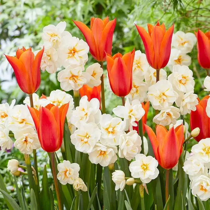 Tulpen- und Narzissenmischung Flower Spring Bestellnummer 5562722