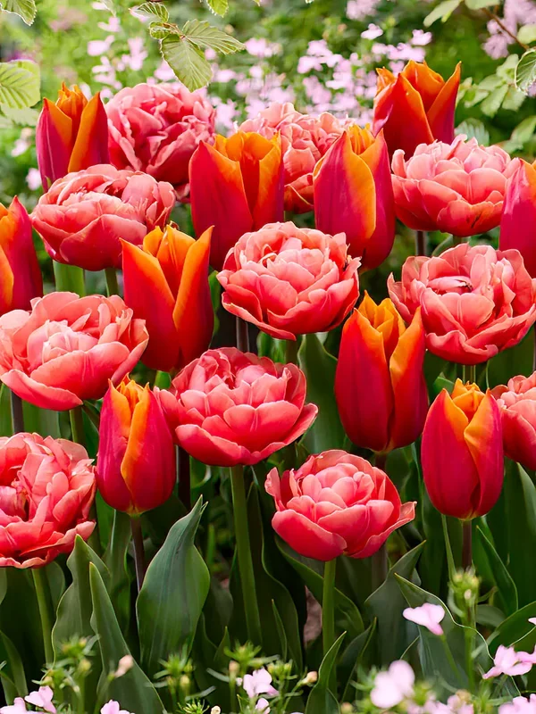 Tulpenkollektion Sunset Glow