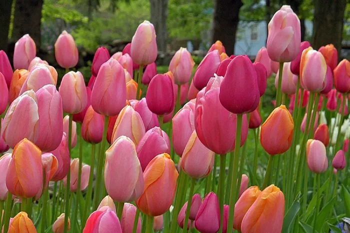 Tulpenmischung ‚French Blend Rose‘ ™ (Garten-Tulpenmischung)