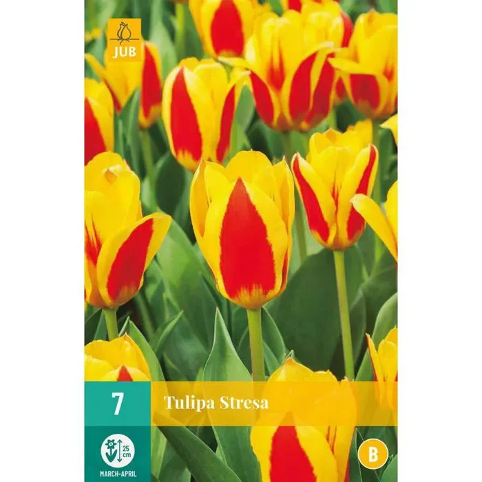 Tulpenzwiebeln Kaufmanniana Stresa