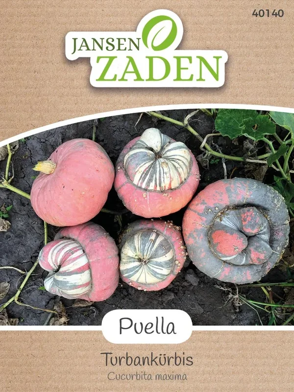 Turbankürbis Puella