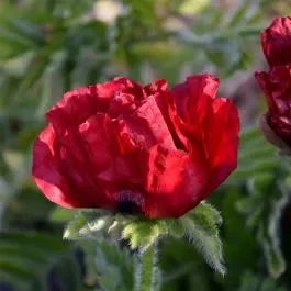 Türkischer Mohn (Papaver orientale) WALTZING Mathilde