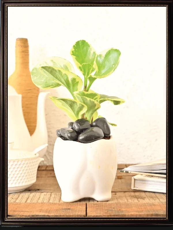 Tusker Ceramic Pot (4 Inch Diameter)