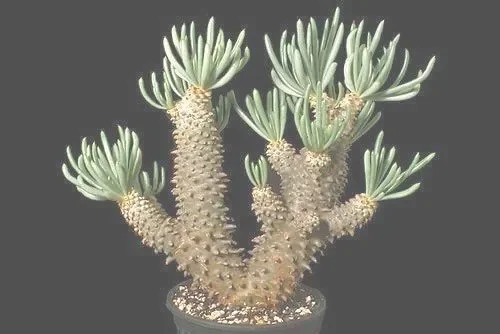 Tylecodon cacalioides