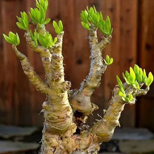 Tylecodon luteoquamata