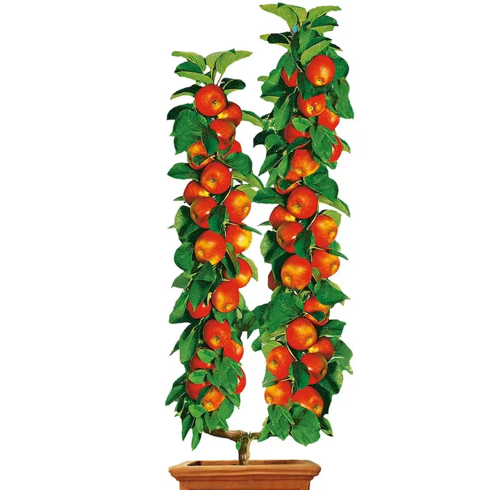 U-Form-Winterapfel ‚Cox Orangen-Renette‘ Bestellnummer 4434197