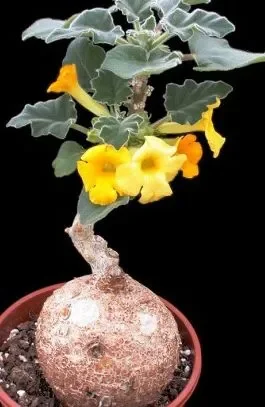 Uncarina roeoesliana
