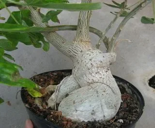 Uncarina stellulifera