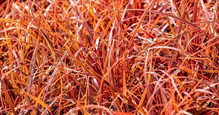 Uncinia rubra Everflame