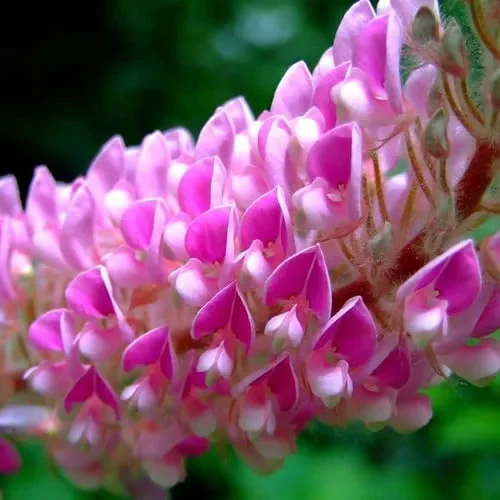 Uraria Crinita