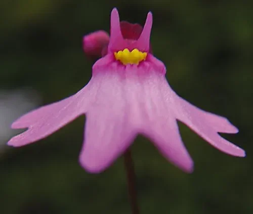 Utricularia multifida