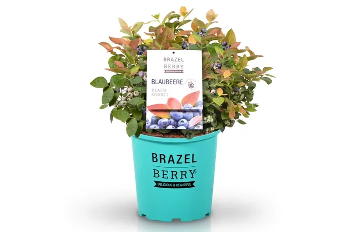 Vaccinium BrazelBerry® ‚Peach Sorbet‘ (Topf-Heidelbeere)