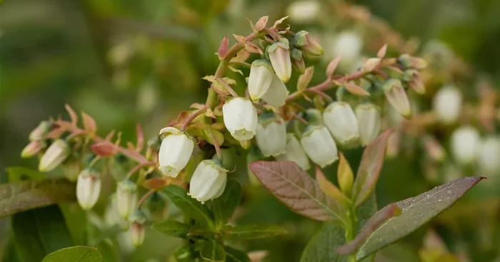 Vaccinium corymb.’Elizabeth‘ CAC