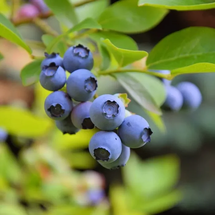 Vaccinium corymbosum Goldtraube – Blauwe Bes