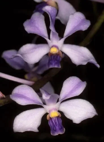 Vanda coerulescens