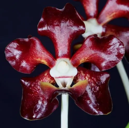 Vanda merrillii