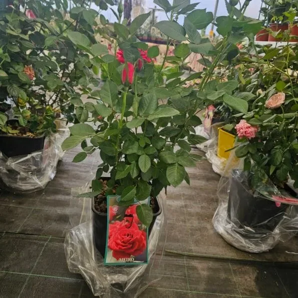 vase à roses MEIRO parfumées 21