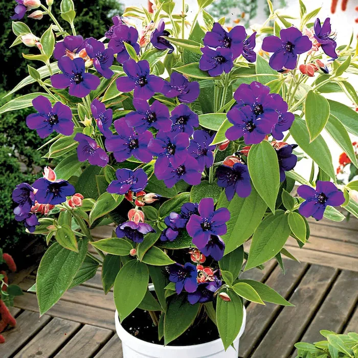 Veilchenbusch Tibouchina – Bestellnummer 6620908