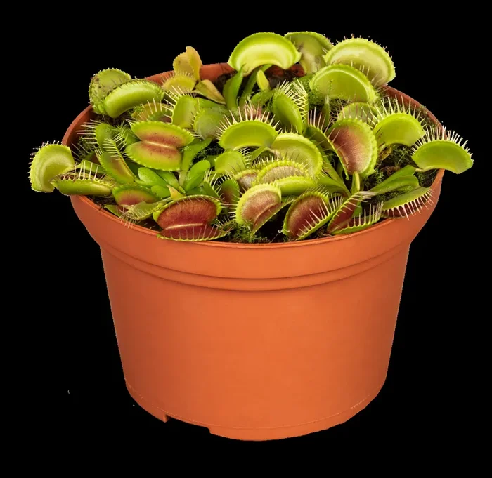 Venusfliegenfalle ‚Jumbo‘