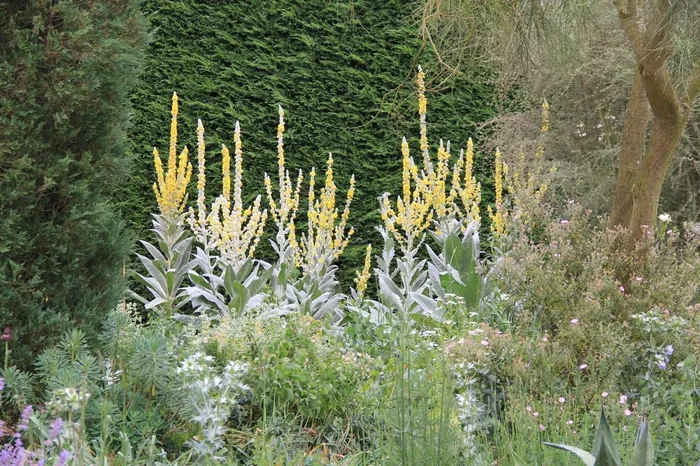 Verbascum bombyciferum (Seidige Königskerze)