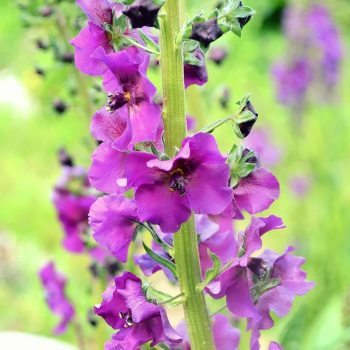 Verbascum phoeniceum
