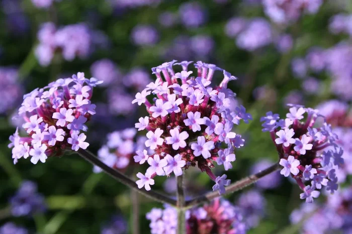 Verbena bonariensis ‚Lollipop‘ (Eisenkraut)
