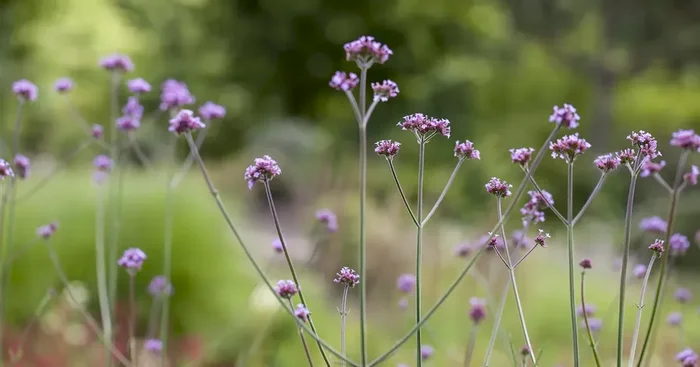 Verbena bonariensis