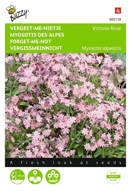 Vergißmeinnicht Victoria Rose
