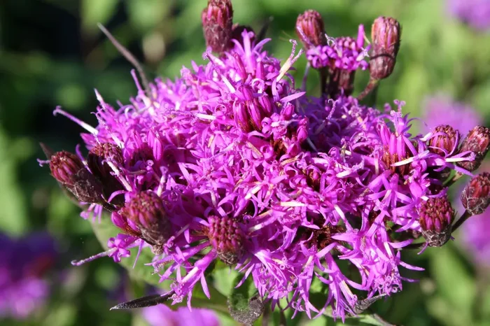 Vernonia crinita (Vernonie | Scheinaster)