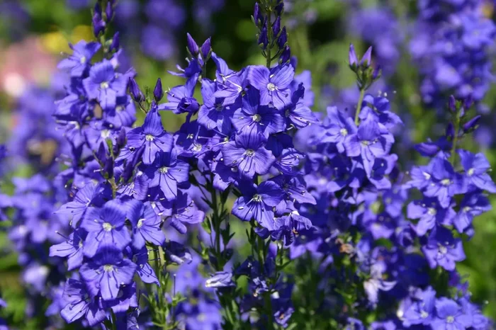 Veronica austriaca ssp. teucrium ‚Knallblau‘ (Ehrenpreis)