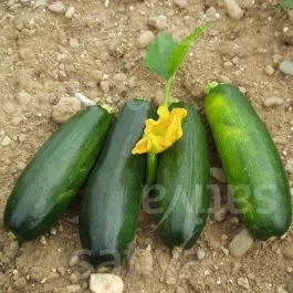Verte non coureuse des maraîchers – Zucchetti grün
