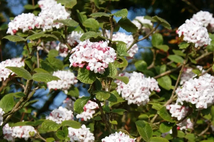 Viburnum carlcephalum (Großblumiger Schneeball)