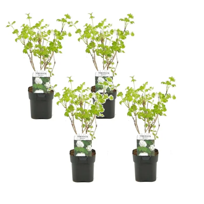 Viburnum opulus Roseum – Set of 4 – Snowball